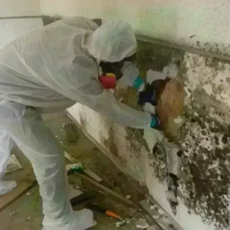 Mold Remediation and Removal in Hackleburg, AL